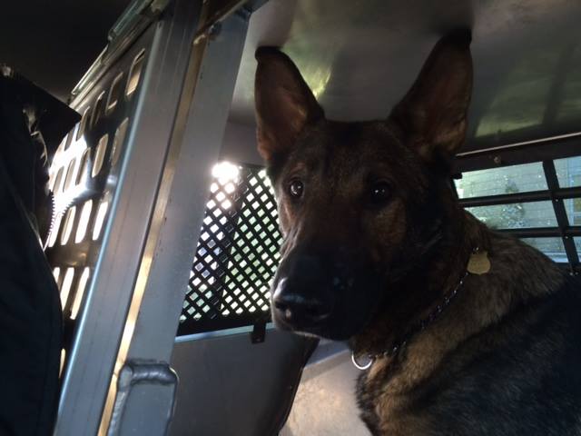 Wagging Tails, Donates Protective Vest To CT State Police K9 Asher