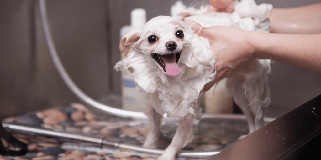 Bathing dogs with human shampoo hotsell