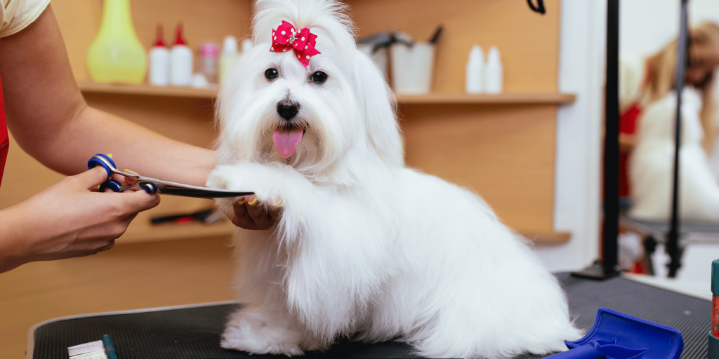 Dog Grooming Programs