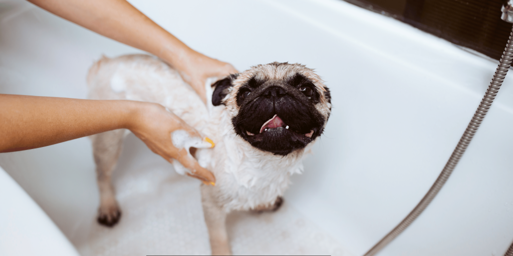 Dog Shampoos