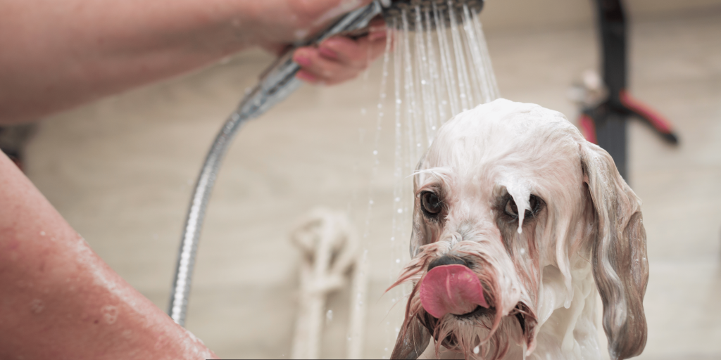 dog bathing