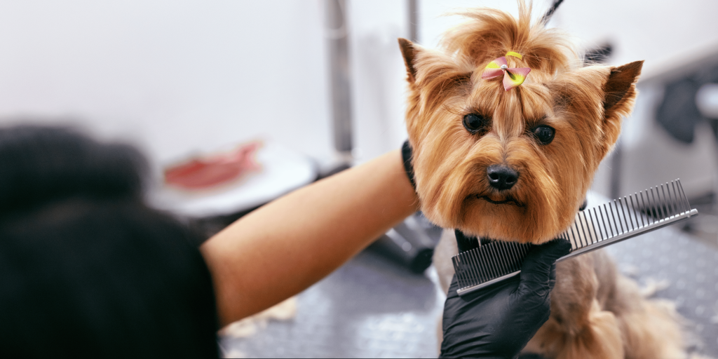 dog grooming