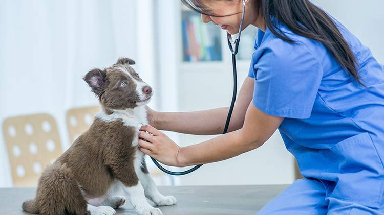 Dog medical