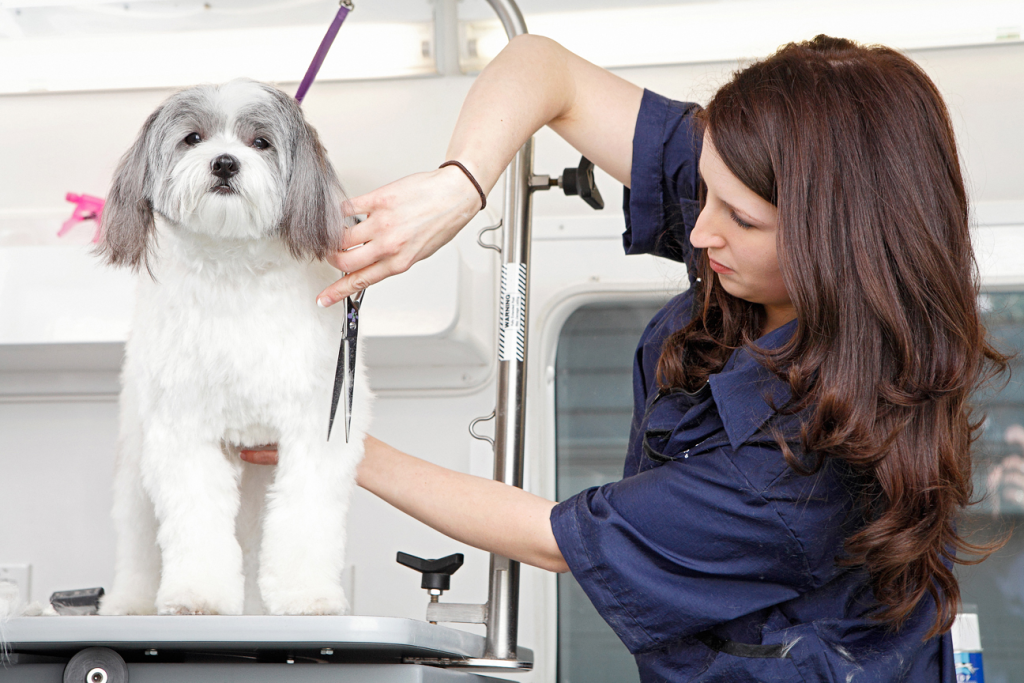 Dog Groomer